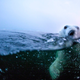 Image for article titled The best nature photo of the year is this badass polar bear